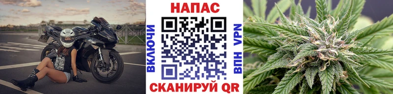 как найти закладки  Шебекино  Канабис гибрид 